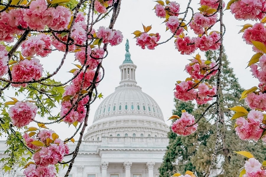 Capitol Building through cherry blossom trees.
