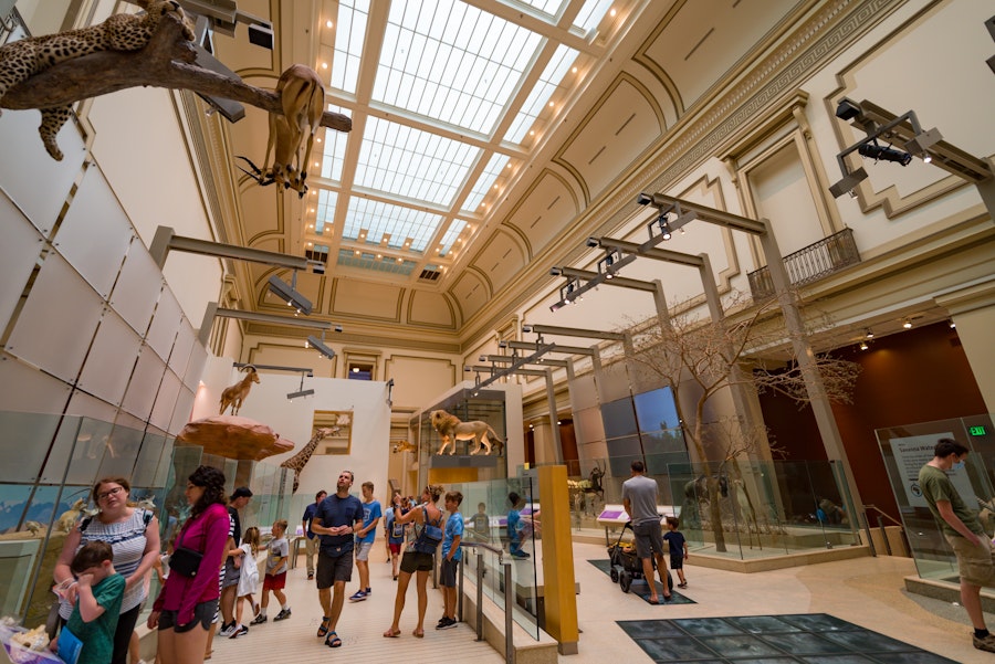 amilies walk among lifelike taxidermy displays of African wildlife, including lions and cheetahs, in the museum's diorama-filled exhibit hall.