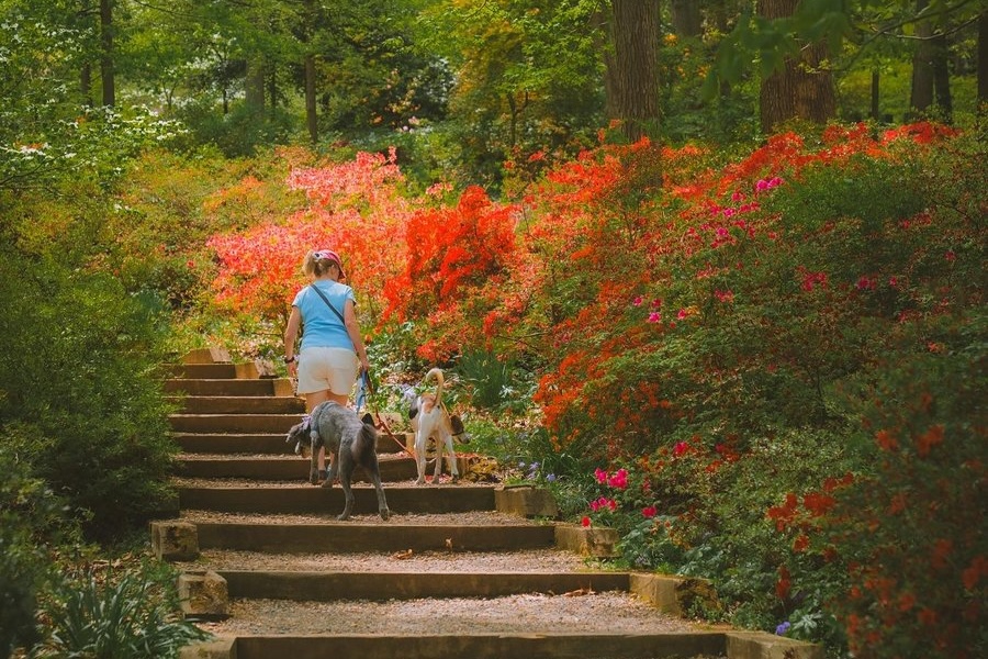 A person walks two dogs up a stone path lined with blooming azaleas at the National Arboretum.