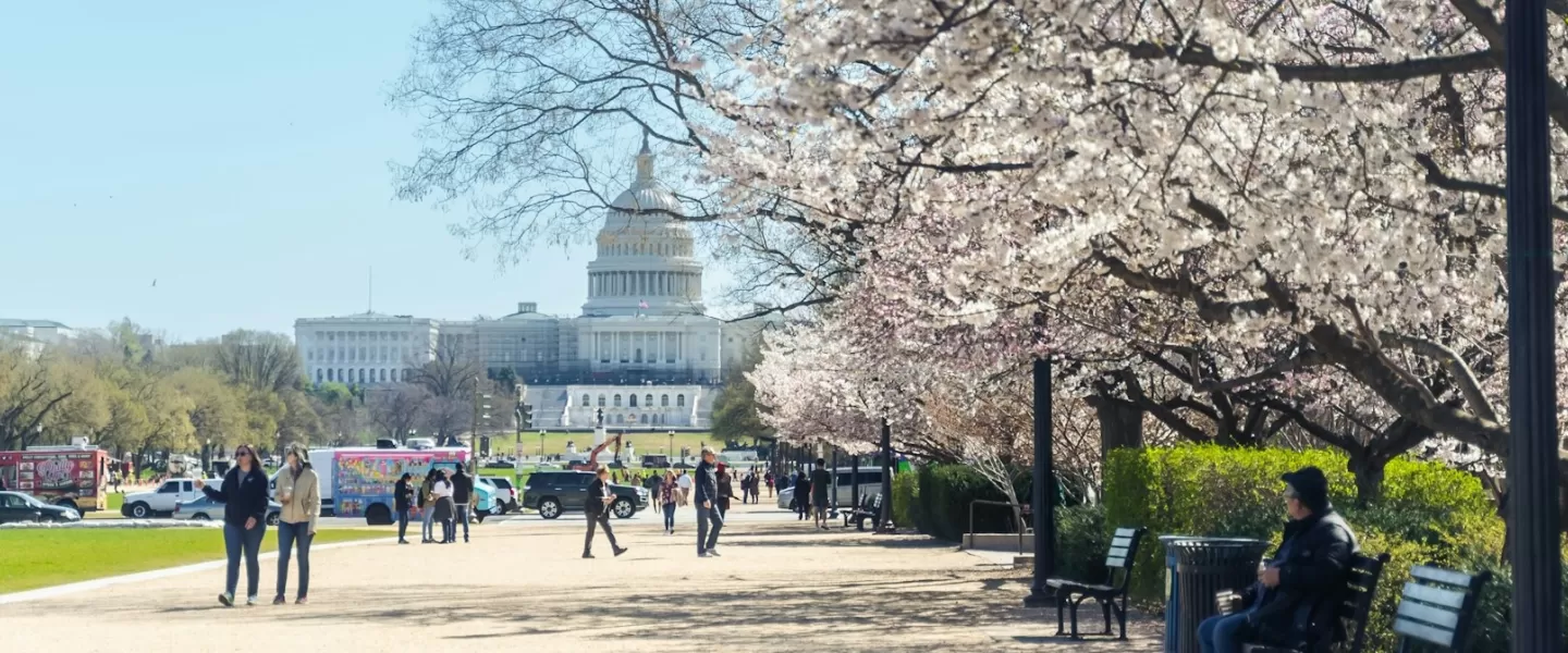 Blooming cherry blossoms line the path leading to the U.S. Capitol, with visitors strolling and enjoying the springtime view.