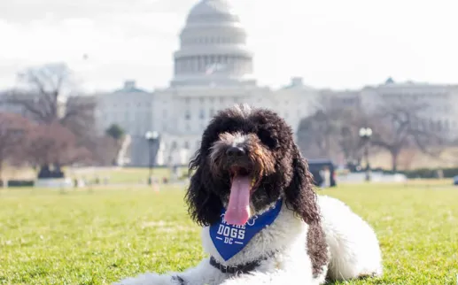 @teddy4president - Dog on National Mall in front of U.S. Capitol - Dog-friendly places in Washington, DC
