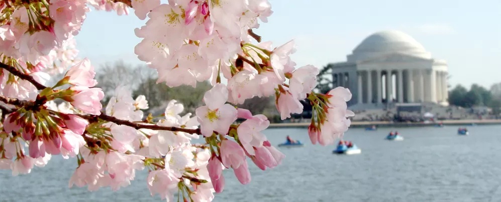 Cherry Blossom bloom