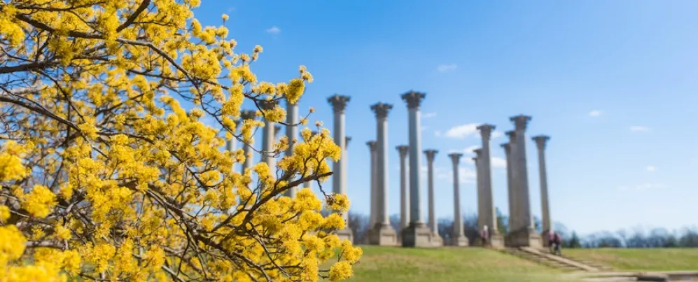A view of the Capital Columns at the National Arboretum with bright yellow flowers in the foreground. 